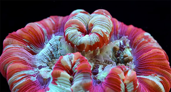 A Trachyphyllia coral consuming commercially prepared coral pellet food.