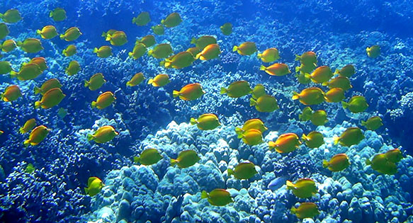 Hawaii Aquarium Fishery-Related Bill Update