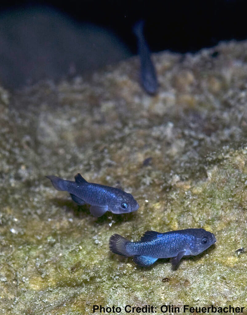 The highly endangered Devils Hole Pupfish - Photo credit: Olin Feuerbacher, USFWS | CC BY 2.0