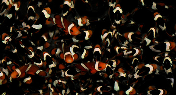 CORAL BONUS: The Role of Captive Propagation in Clownfish Preservation (Part 7)