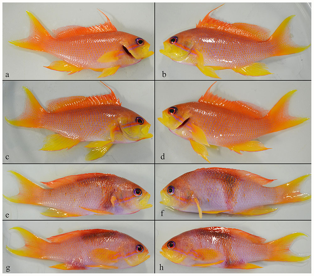 Fig 4. Individual Pseudanthias squamipinnis (7.3 ± 0.8 g) 30 h following the introduction of 15 Neobenedenia sp. oncomiracidia. Photos are of left and right lateral sides of two representative fish from the experimental treatment, with shrimp (a-d), and the control, without shrimp (e-h). Image courtesy PLOS ONE  doi:10.1371/journal.pone.0117723.g004