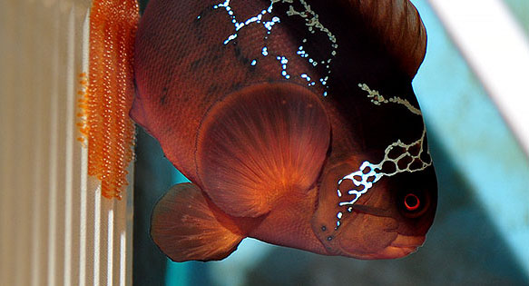 CORAL BONUS: Changing Our Clownfish Mindset (Part 8)