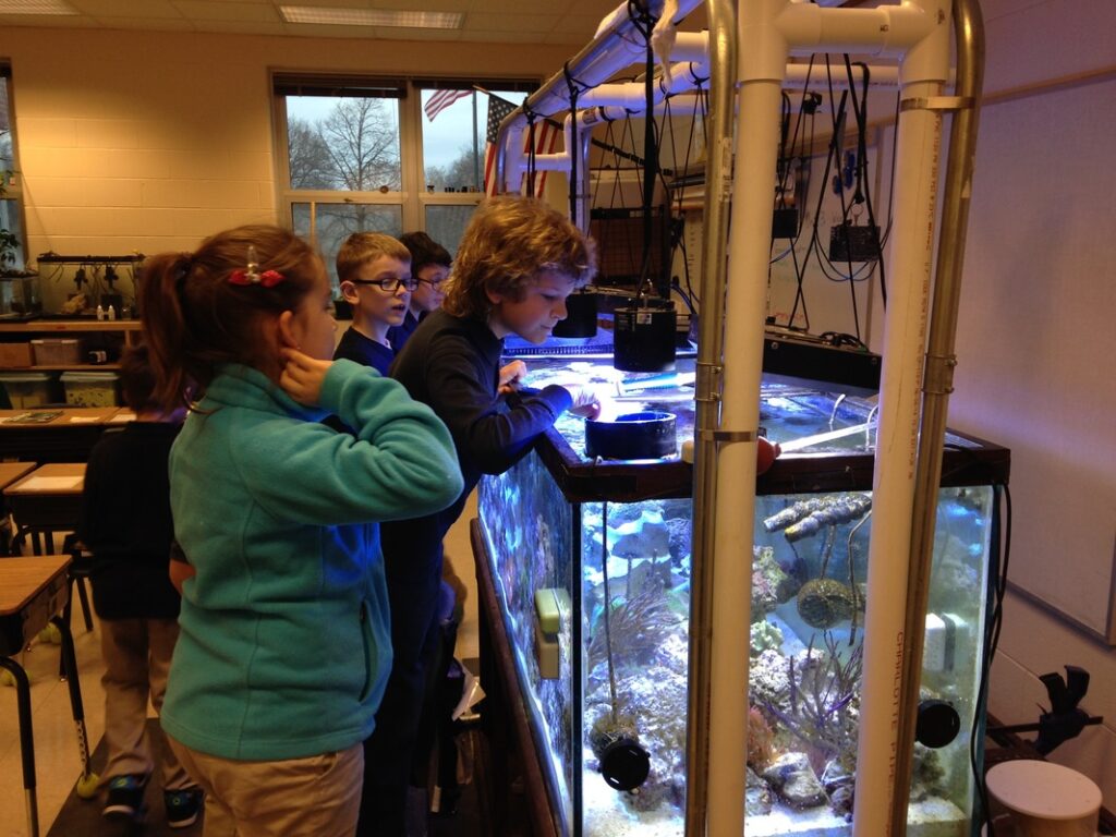 This tank is built with a DIY hanging canopy for lights that can be easily moved to allow full access to the open-topped aquarium. Step stools are kept close by to allow students to access the tank from the top. Viewing screens and long tools like a baster-type pipette allow young students with short arms to reach all areas of the tank.