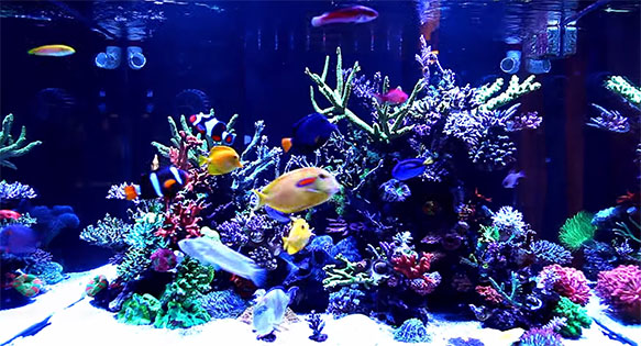 A video still from Gary Lo's 700L reef aquarium in Taiwan.