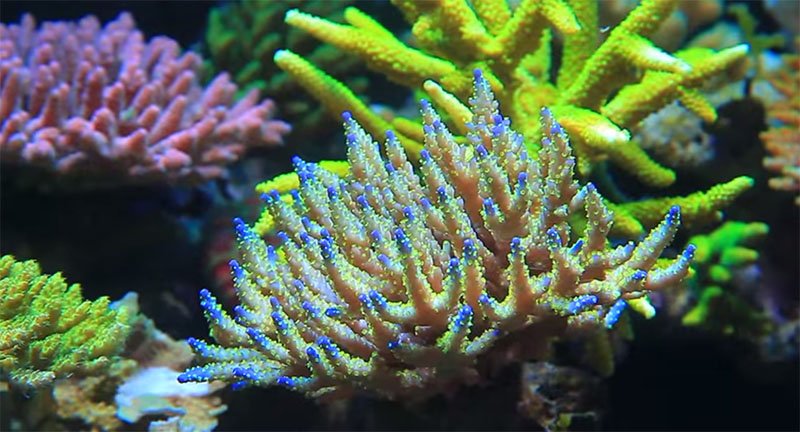 Close-up of Acropora in a stunning aquascaped reef aquarium by Youngil Moon.