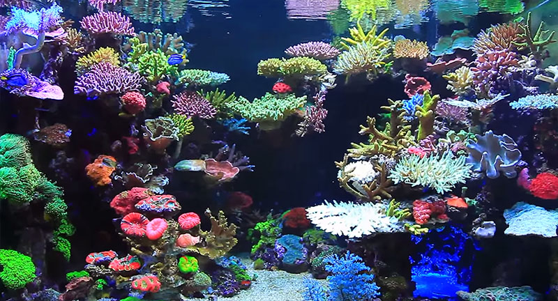 Video still from Youngil Moon's video "Reef Tank Aquarium"