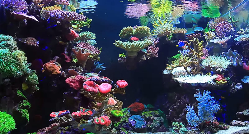 Video still from Youngil Moon's video "Reef Tank Aquarium"