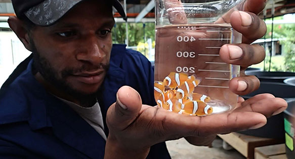 PNG produces its first captive-bred clownfish