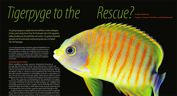 Tigerpyge to the Rescue? CORAL Magazine Excerpt