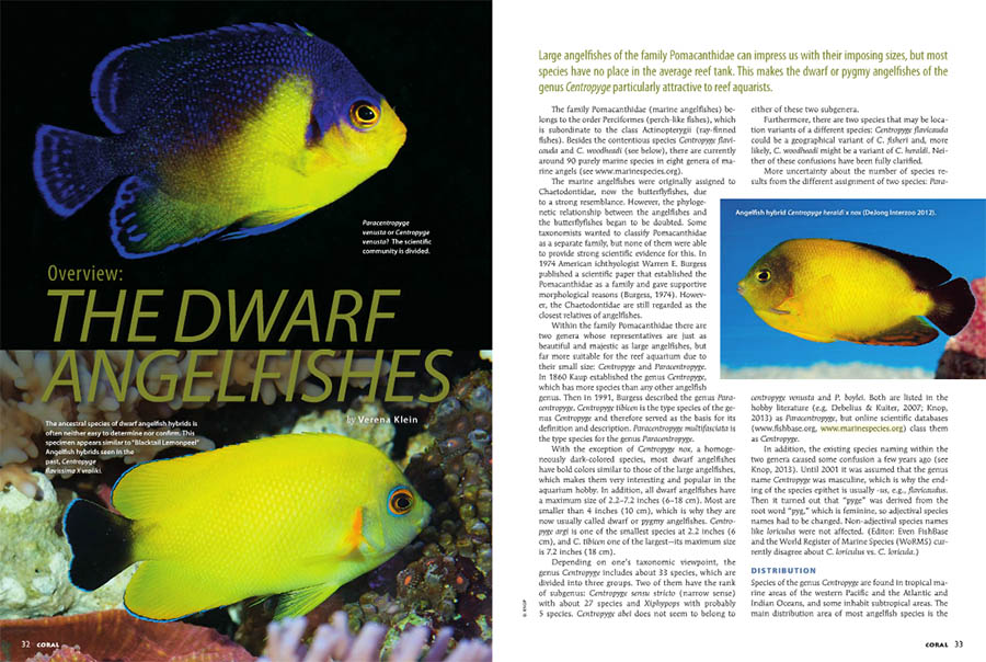 The opening spread of Verena Klein's article, "Overview: The Dwarf Angelfishes", appearing in the March/April 2015 issue of CORAL Magazine.