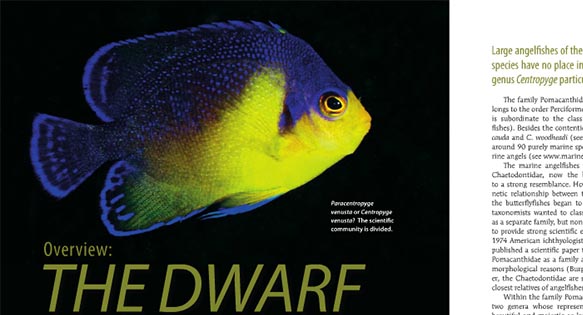 Centropyge Errata – March/April 2015 CORAL Magazine