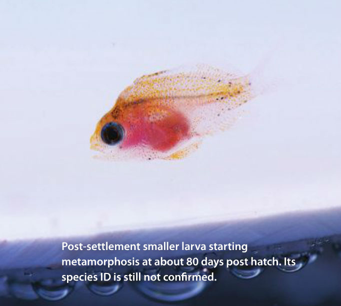 Post-settlement smaller larva starting metamorphosis at about 80 days post hatch. Its species ID is still not confirmed.