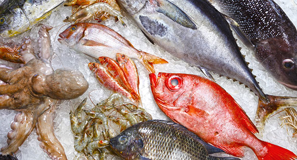 Test Results Refute Mercury Scare in Frozen Fish Food
