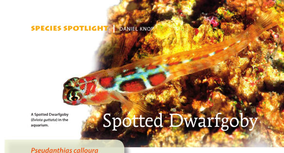 CORAL Errata – Spotted Goby Misnomers