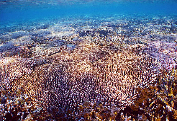 Expanse of Acropora millepora on the Great Barrier Reef: Can humans help corals accelerate the development of their own defenses against environmental threats? Image: AIMS.