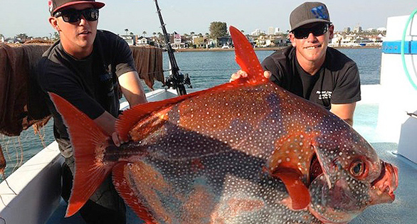 OPAH: World’s Only Known Warmbodied Fish
