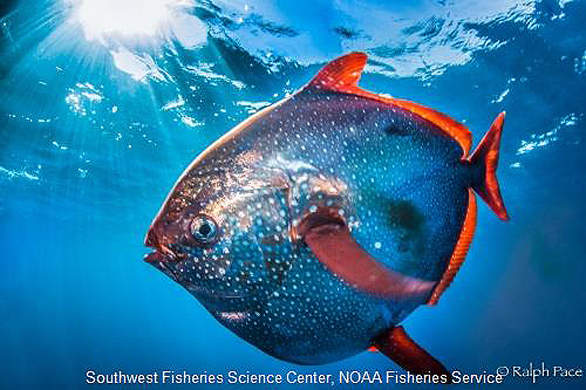Opah or Moonfish, a roving pelagic predator that moves from about 50m to 200m, sometimes as deep as 500m. Image: Ralph Pace for NOAA.
