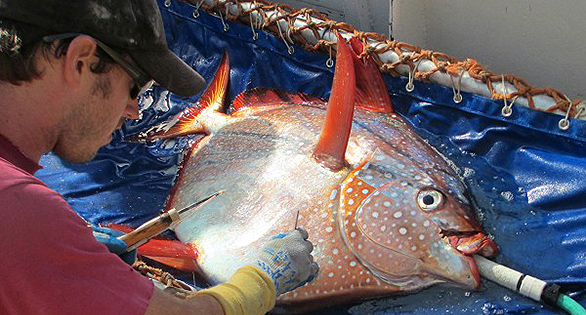 NOAA researcher inserting a temperature probe to get readings from a live Opah. Image: NOAA.