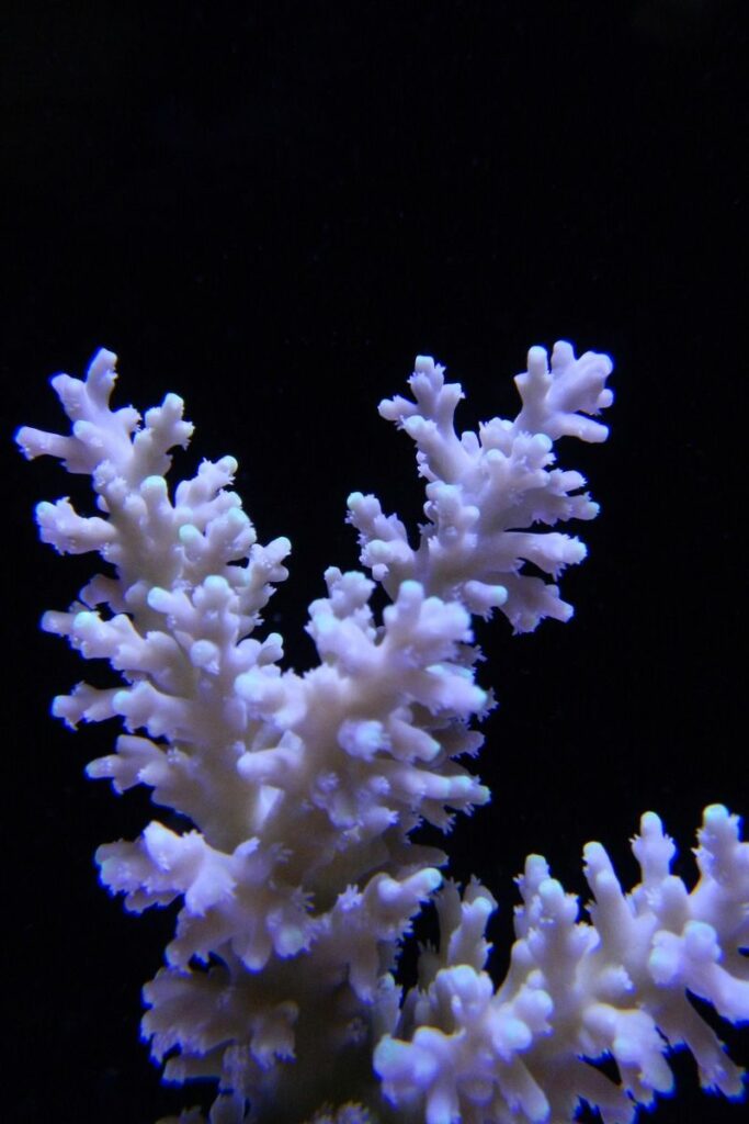 In-tank image of a Acropora fragment, The chromatic aberration at the bottom is due to the LED lights over this tank, not the camera itself.