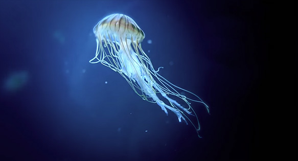 CORAL Video: GLITCH – Hypnotized by Jellyfish