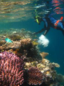 Dr. van Oppen collecting coral fragments from an Australian reef.
