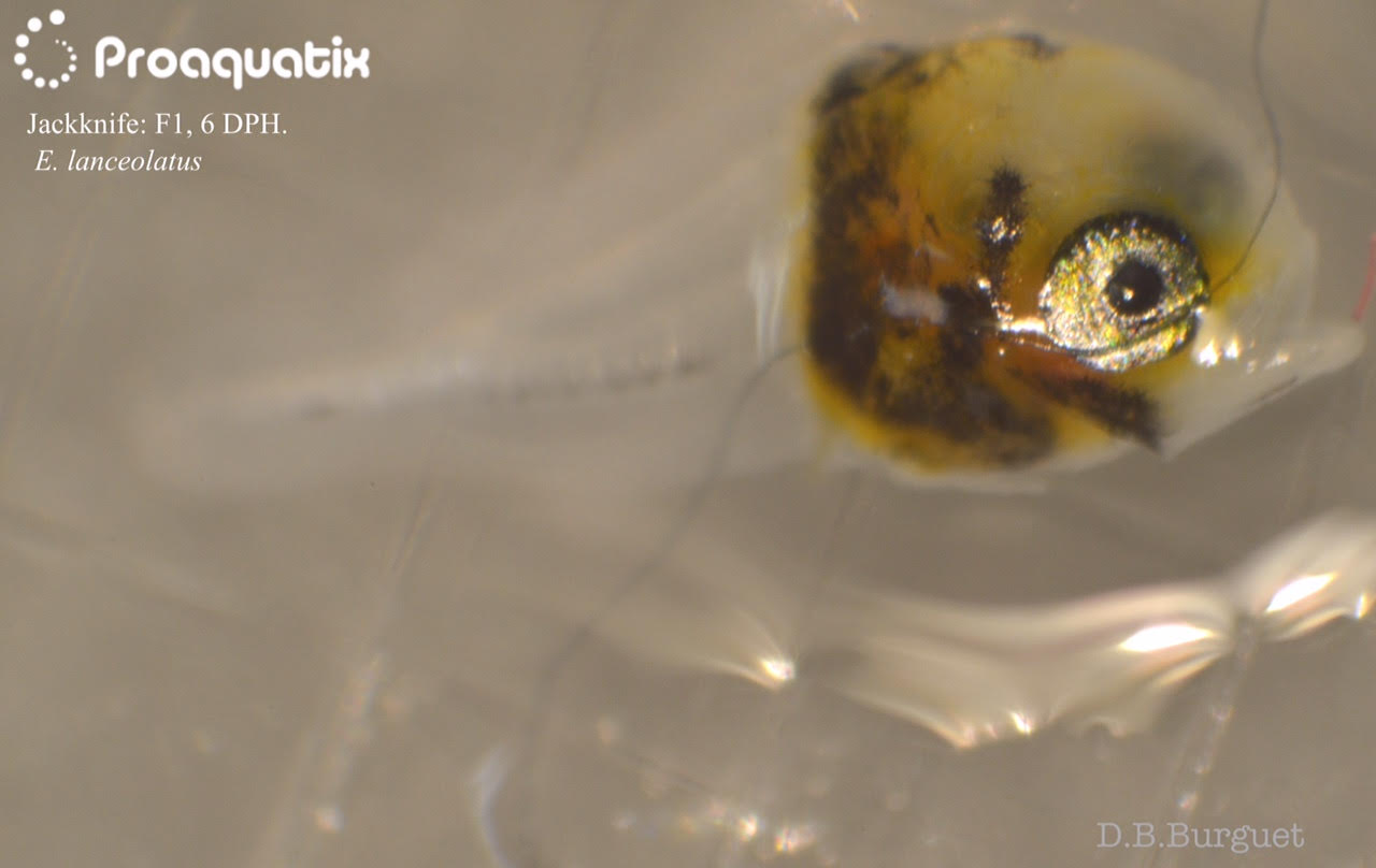 A larval Jackknife Fish, 6 days post hatch. Image by D.B. Burguet
