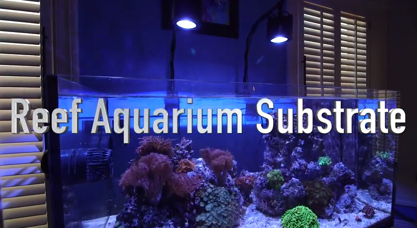 Video: Reef Aquarium Substrate Choices