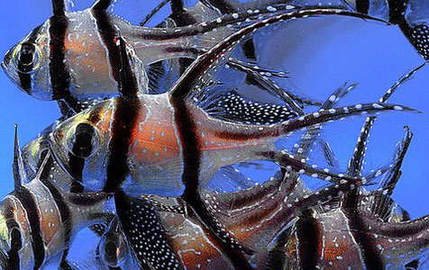 Boycotting the Wild Banggai Cardinalfish