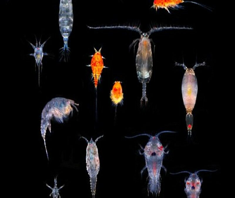 Copepods – Exploring an Unknown World
