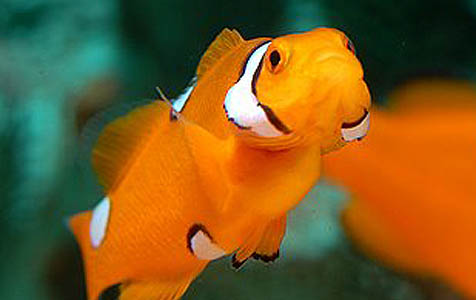 Mutant Clownfish: A New Fish for the Nemo Set?
