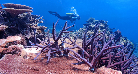 Evolution Happens: Corals Already Adapting to Climate Change