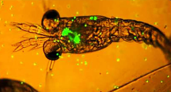 Marine zooplankton with green-glowing microplastics it has ingested. Greatly enlarged.