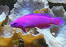 Pseudochromis fridmani, the fish used in this study. WikiMedia Commons