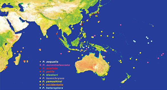 Pseudocoris map web