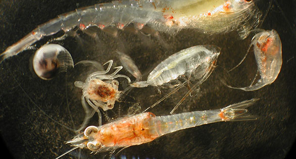 Microplastic in Aquatic Food Webs