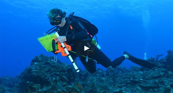 Underwater Fish Identification App seeks Crowdsourced Funding
