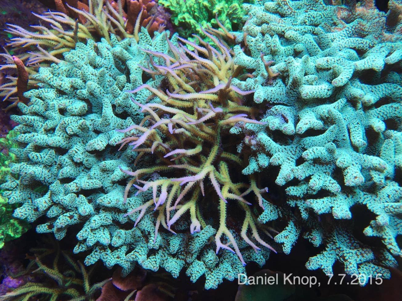 Using contrasting corals in close proximity creates visual interest and appeal - here a Ponape Birdsnest resides between two Green Birdsnest colonies.