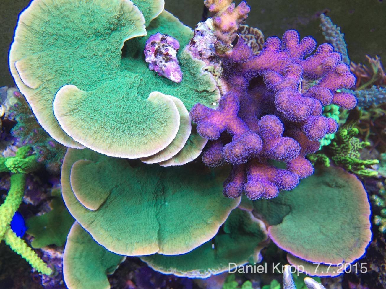 A purple Stylophora is extremely well framed by the contrasting coloration and shape of green Montipora capricornis.