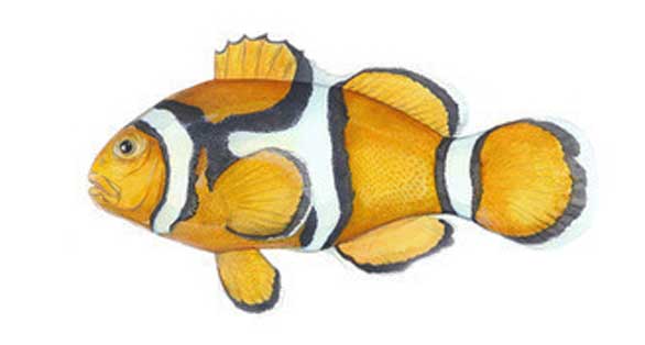 The Orange or Percula Clownfish (A. percula) [Illustration courtesy of Karen Talbot | www.KarenTalbotArt.com