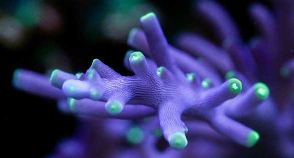 Aquarium Portrait: Hernan’s Reef