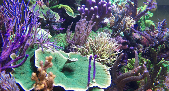 A glimpse at Daniel Knop's latest reef aquarium project, just over a year old in this image.