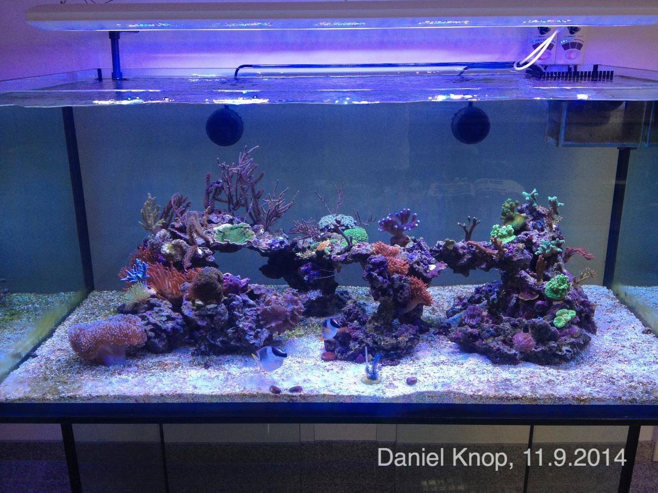 Knop's latest reef aquarium, situated in his office, as photographed September 11th, 2014.