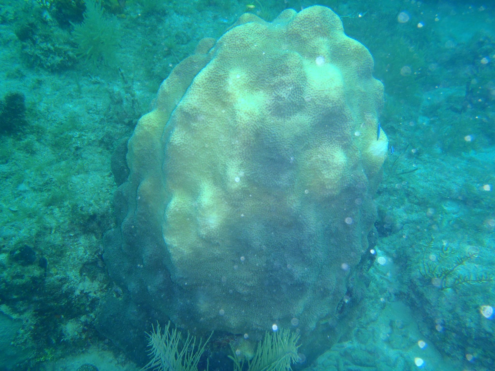 Mountainous Star Coral, Orbicella faveolata (formerly Montastraea faveolata) showing early signs of bleaching.