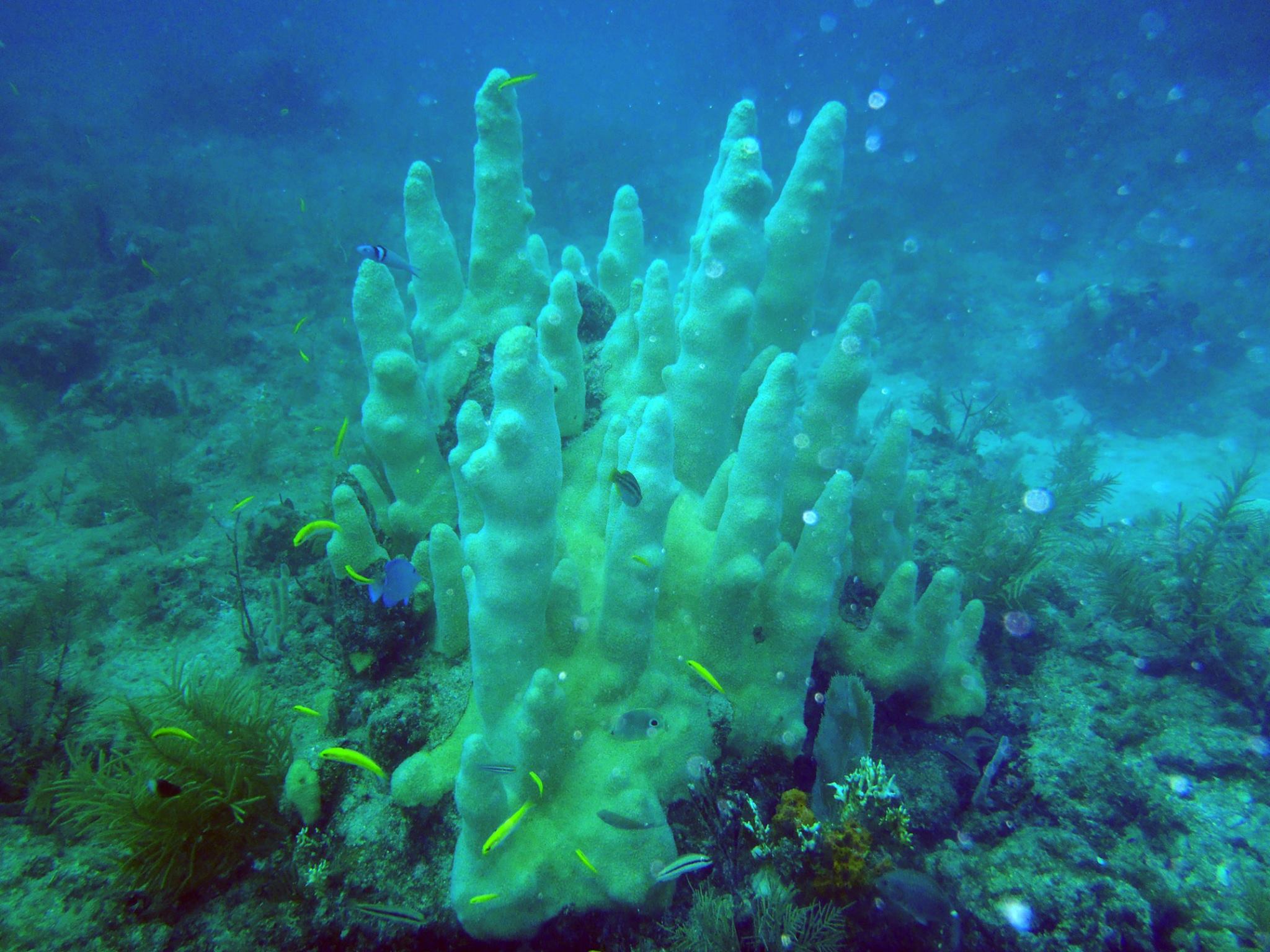 Pillar Coral, Dendrogyra cylindricus, showing early signs of bleaching.