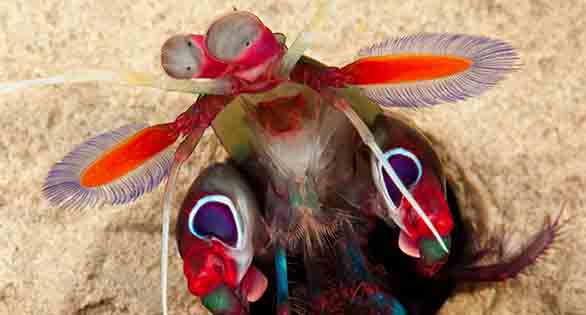 Gonodactylus smithii, the Purple-Spotted Mantis Shrimp. Image courtesy Dr. Roy Caldwell.