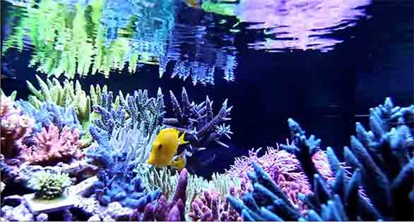CORAL Video: 4×4 Aussie Reef