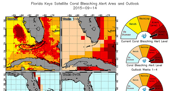Florida Reefs Under Coral Bleaching Warning or Alert