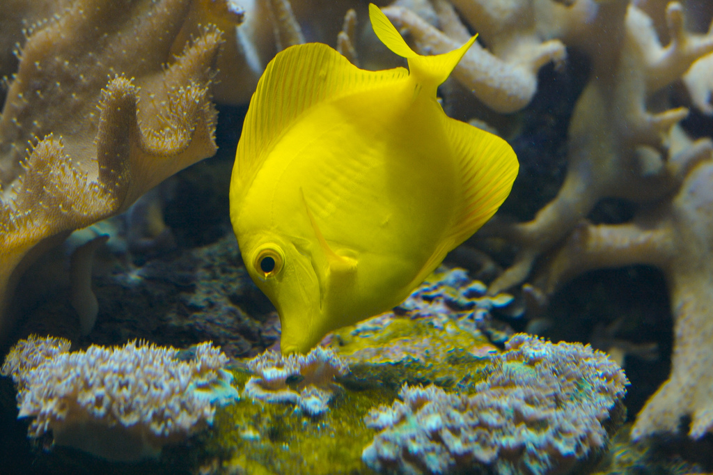 Dory and the Tang Dilemma - CORAL Magazine