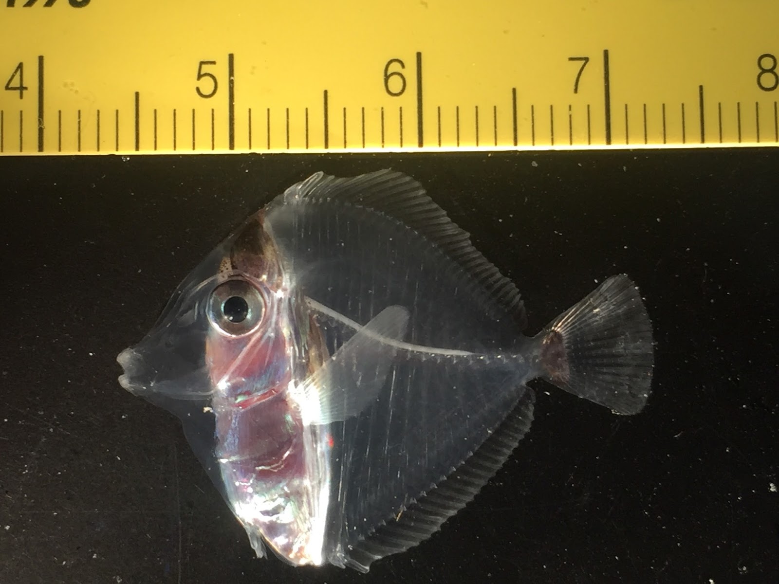 A 70 day old larval Yellow Tang, Zebrasoma flavescens - image by Emma Forbes, via Rising Tide Conservation.