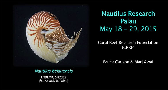 CORAL Featured Video: Nautilus Check in Palau
